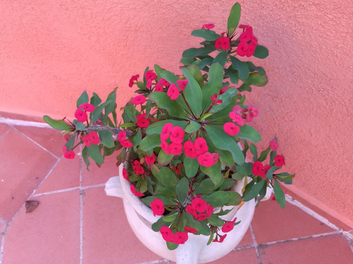 Country House Vignola Mare Aglientu Exterior photo